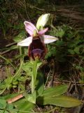 Ophrys bertolonii